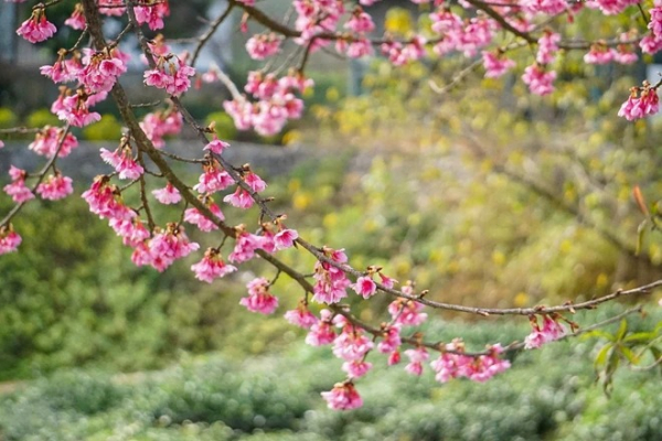 [TET] Cherry blossoms show off radiant beauty across Vietnam -7
