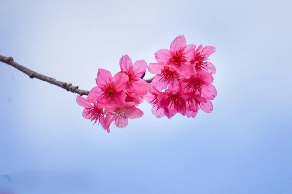 [TET] Cherry blossoms show off radiant beauty across Vietnam -8