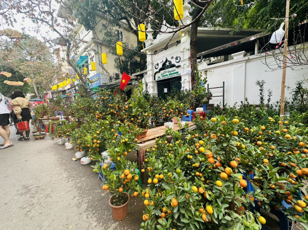 Chợ hoa Hàng Lược rực rỡ sắc màu cuối năm -0