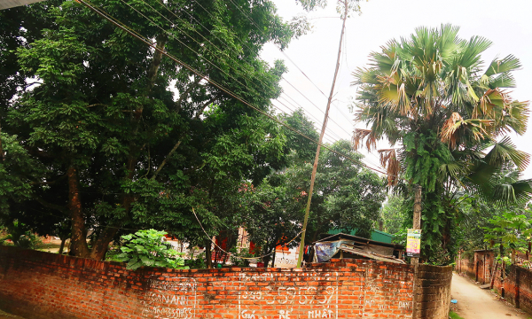 Giàu cây cọ, khó cây cọ -0