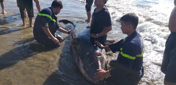 Cá nhà táng bị thương dạt vào biển Quy Nhơn -0