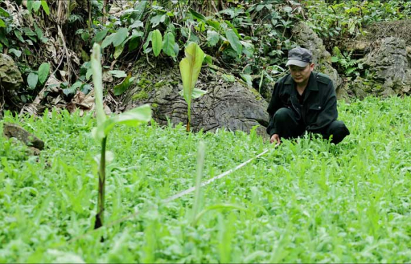 Triệt phá 3.800 cây thuốc phiện trồng giữa rừng sâu núi đá -0