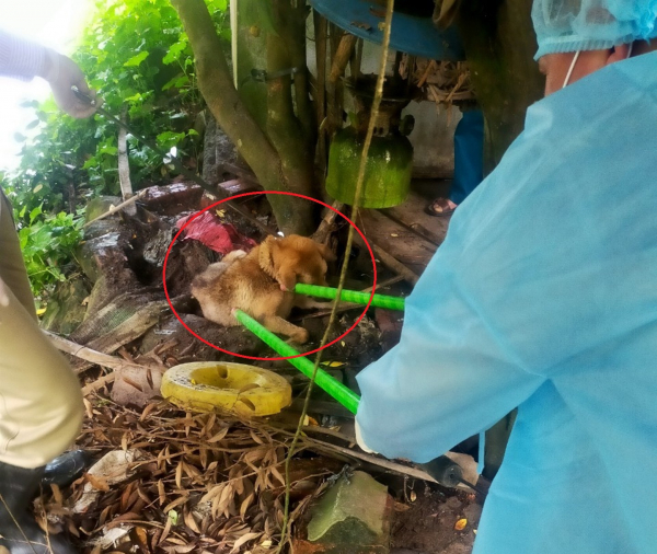 14 người cùng bị 1 con chó dại cắn trong trường học ở Quảng Ninh -0