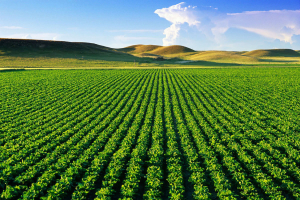 Đưa các quy định mới về đất nông nghiệp trong Luật Đất đai 2024 vào cuộc sống: Kỳ vọng nhiều đột phá -0