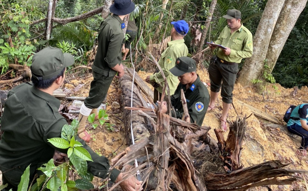 Thông tin mới nhất vụ phá rừng để làm đường dây điện 110kV tại Quảng Nam -0