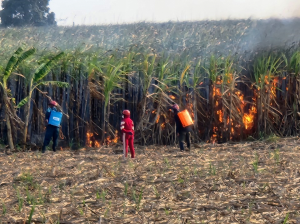 Khẩn trương hỗ trợ người dân thu hoạch hơn 40ha mía cháy -0