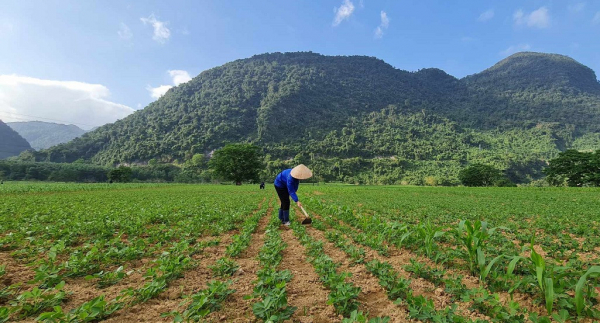Điều tra vụ cung cấp gần 20 tấn lạc giống kém chất lượng cho nông dân -0