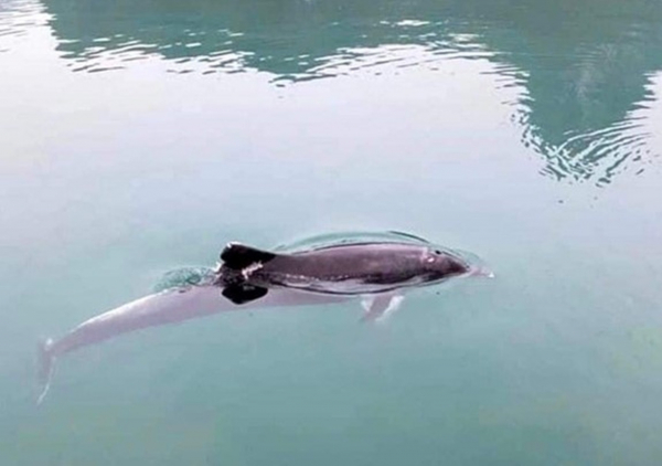 Cá voi lần đầu xuất hiện trên vịnh Hạ Long -0