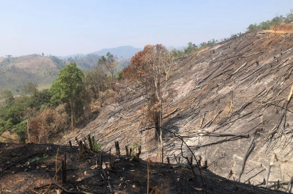 Điều tra, làm rõ vụ phá rừng cực lớn tại Kon Tum -0