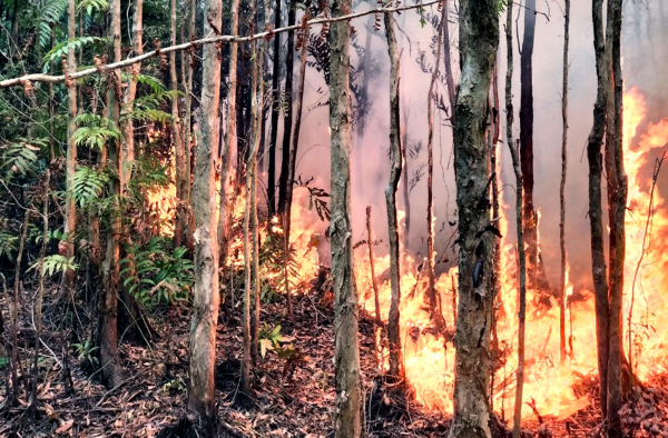 Chủ tịch tỉnh Cà Mau chỉ đạo điều tra 2 vụ cháy rừng -0