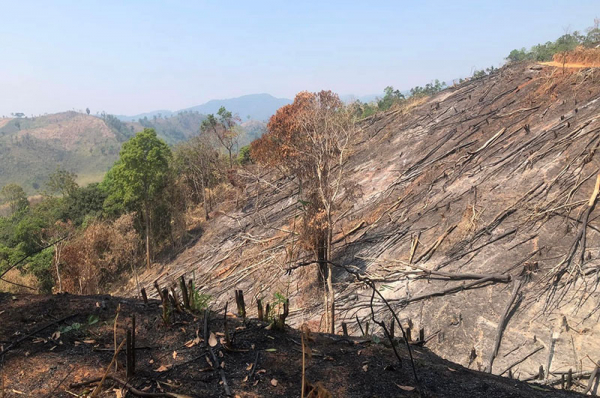 Khởi tố 5 đối tượng trong vụ phá rừng cực lớn tại Kon Tum -0