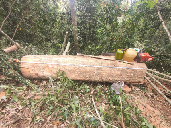 Bắt quả tang 5 đối tượng khai thác gỗ trái phép ở Thanh Hoá -0