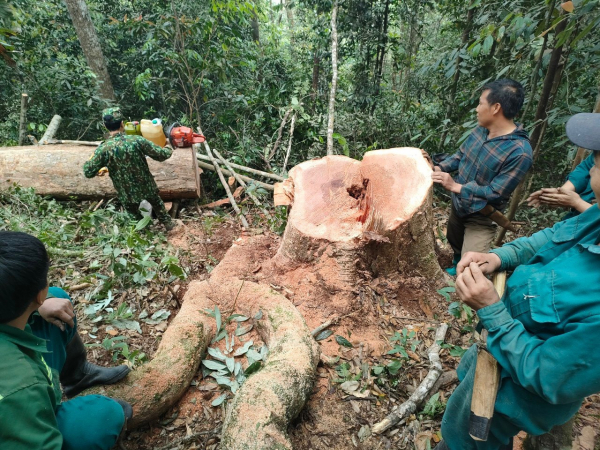 Bắt quả tang 5 đối tượng khai thác gỗ trái phép ở Thanh Hoá -0
