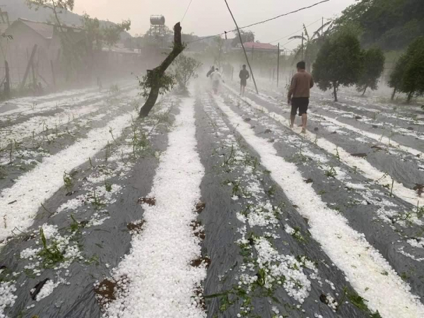 Công an Vân Hồ ra quân hỗ trợ nhân dân khắc phục hậu quả do mưa đá -0