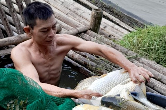 Hơn 2 tấn cá chết bất thường trên sông Mã -0