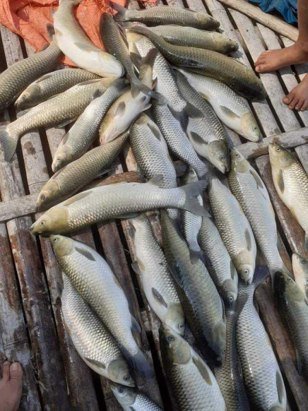 Hơn 2 tấn cá chết bất thường trên sông Mã -0