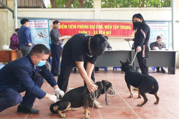 Hà Nội phấn đấu 12 quận nội thành đạt tiêu chuẩn vùng an toàn dịch bệnh dại -0