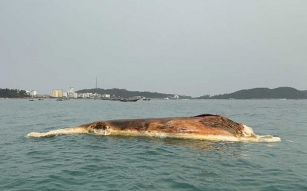 Xác cá voi nặng khoảng 10 tấn dạt vào vùng biển Cô Tô -0