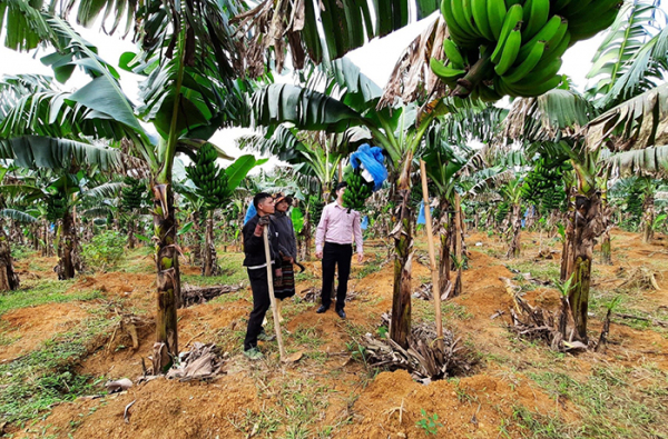 Hiệu quả giảm nghèo bền vững tại miền núi của Thừa Thiên Huế -0