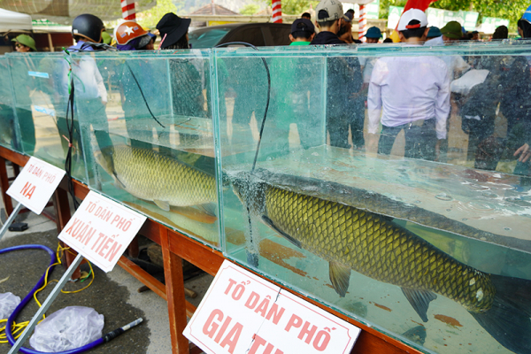 Độc đáo hội thi cá trắm sông Son ở Phong Nha-Kẻ Bàng -0
