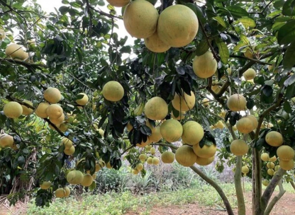 Vietnamese pomelo likely to be exported to Australia -0