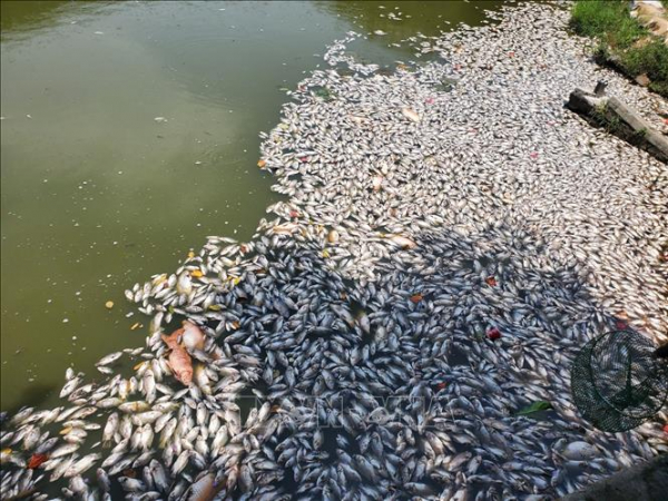 Lấy mẫu xét nghiệm tìm nguyên nhân cá chết ở hồ Bàu Sen, Bình Định -0