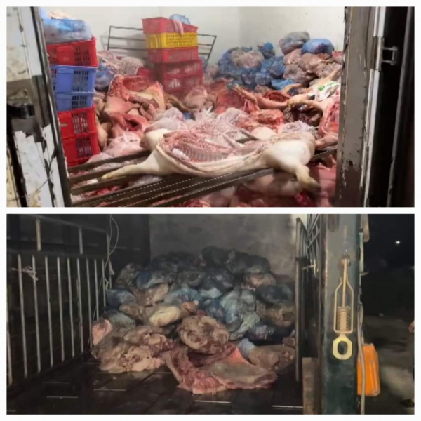 Phát hiện cơ sở giết mổ gia súc có 31 con lợn có triệu chứng bị bệnh và sản phẩm động vật không đảm bảo vệ sinh  -0