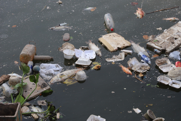 Sau những cơn mưa đầu mùa, cá chết hòa lẫn trong rác trên kênh Nhiêu Lộc - Thị Nghè -0