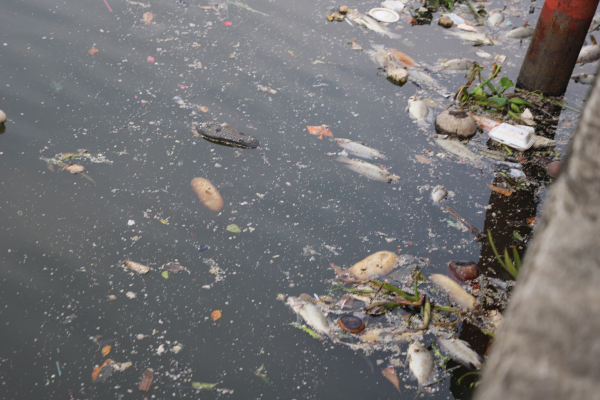 Sau những cơn mưa đầu mùa, cá chết hòa lẫn trong rác trên kênh Nhiêu Lộc - Thị Nghè -1
