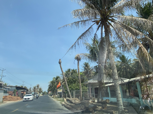 Quyết liệt, cam go “cuộc chiến” bảo vệ vườn dừa trên ba dãy cù lao -0