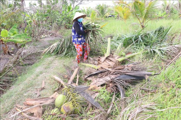 Quyết liệt, cam go “cuộc chiến” bảo vệ vườn dừa trên ba dãy cù lao -0