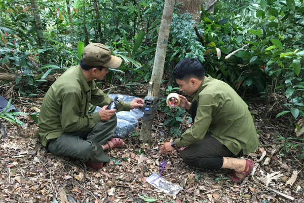 Đặt bẫy ảnh tìm Sao la ở rừng bảo tồn Bắc Hướng Hóa -0