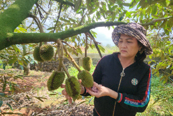 Thêm một vườn sầu riêng của nông dân bị kẻ gian phá hoại -0