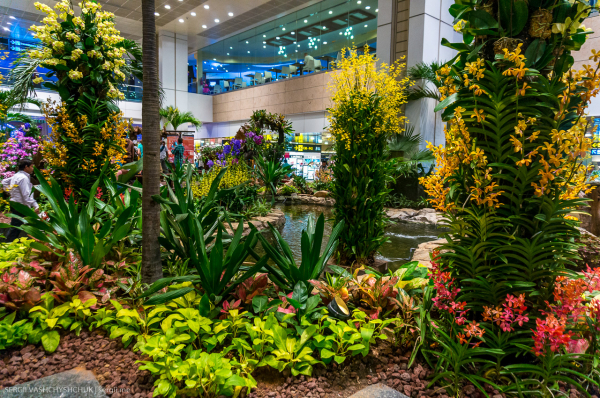 Ngắm sân bay Changi Singapore có thiết kế thân thiện với môi trường -0