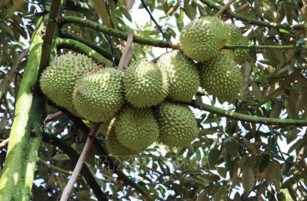 Thailand becomes Vietnam's second largest durian importer -0