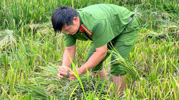 Công an xã giúp người dân thu hoạch lúa đối phó với mưa lũ -0