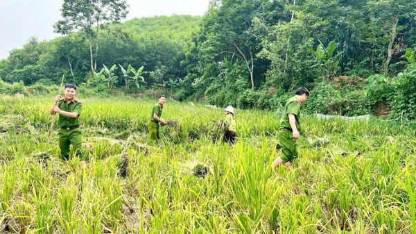 Công an xã giúp người dân thu hoạch lúa đối phó với mưa lũ -2