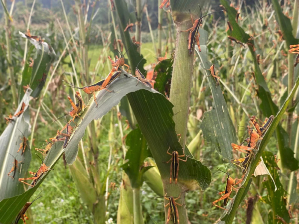  Không để châu chấu tre lưng vàng bùng phát trên diện rộng -0