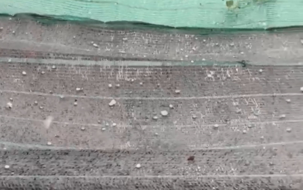     Mưa đá, sự cố cây ngã trong cơn mưa lớn kèm dông lốc ở TP Hồ Chí Minh -0