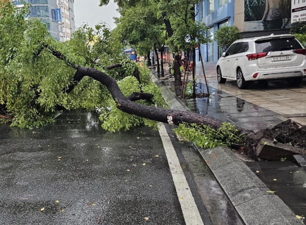     Mưa đá, sự cố cây ngã trong cơn mưa lớn kèm dông lốc ở TP Hồ Chí Minh -1