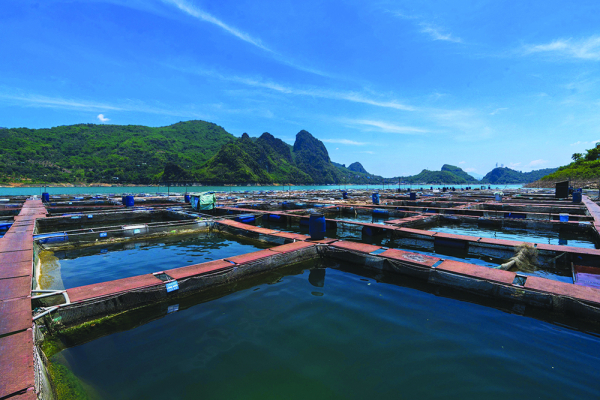 Hành trình 10 năm phát triển thương hiệu Cuongthinhfish - Cá sông Đà -0