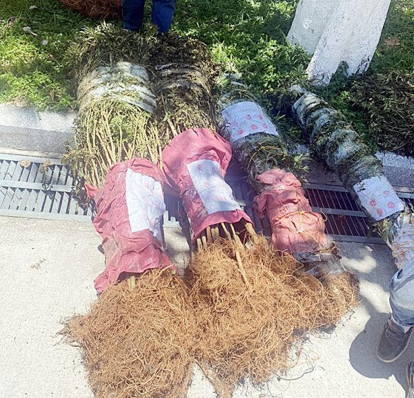 Triển khai đồng bộ “3 mũi giáp công” trong phòng, chống ma túy -0