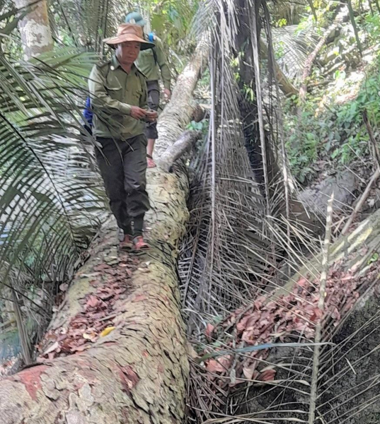 Khẩn trương điều tra vụ chặt hạ 13 cây gỗ nghiến trong rừng phòng hộ tại Quảng Nam -0