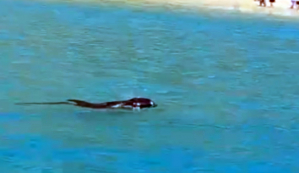 Cá heo xuất hiện ở vùng biển gần bờ tại Bình Định -0