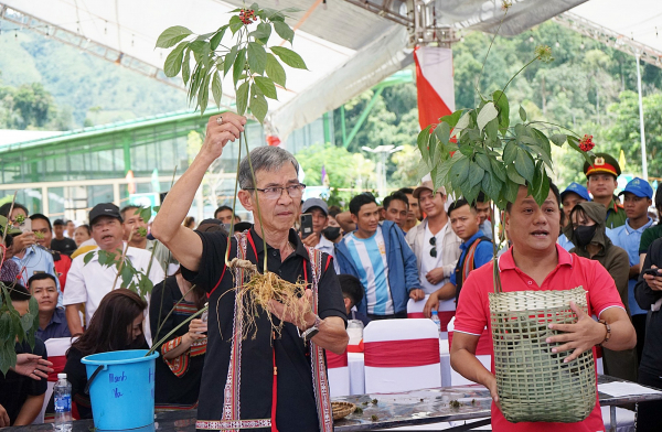 Lần đầu tiên tổ chức đấu giá sâm Ngọc Linh ủng hộ xóa nhà tạm -0
