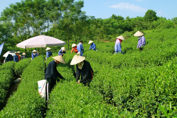 Masan thực thi cam kết giảm phát thải ròng bằng những hoạt động thực chất -0