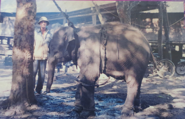 Tiếng vọng đại ngàn -0