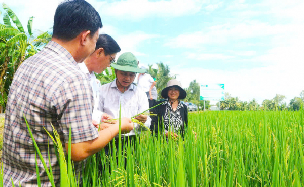 Trồng lúa phát thải thấp, nông dân thu lợi nhuận cao -3