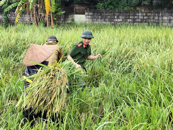 Công an tỉnh Vĩnh Phúc hỗ trợ người dân gặt lúa, vận động người dân đến nơi tránh bão an toàn -0