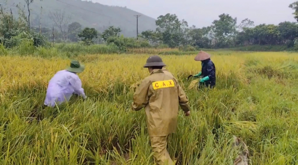 Công an tỉnh Vĩnh Phúc hỗ trợ người dân gặt lúa, vận động người dân đến nơi tránh bão an toàn -0